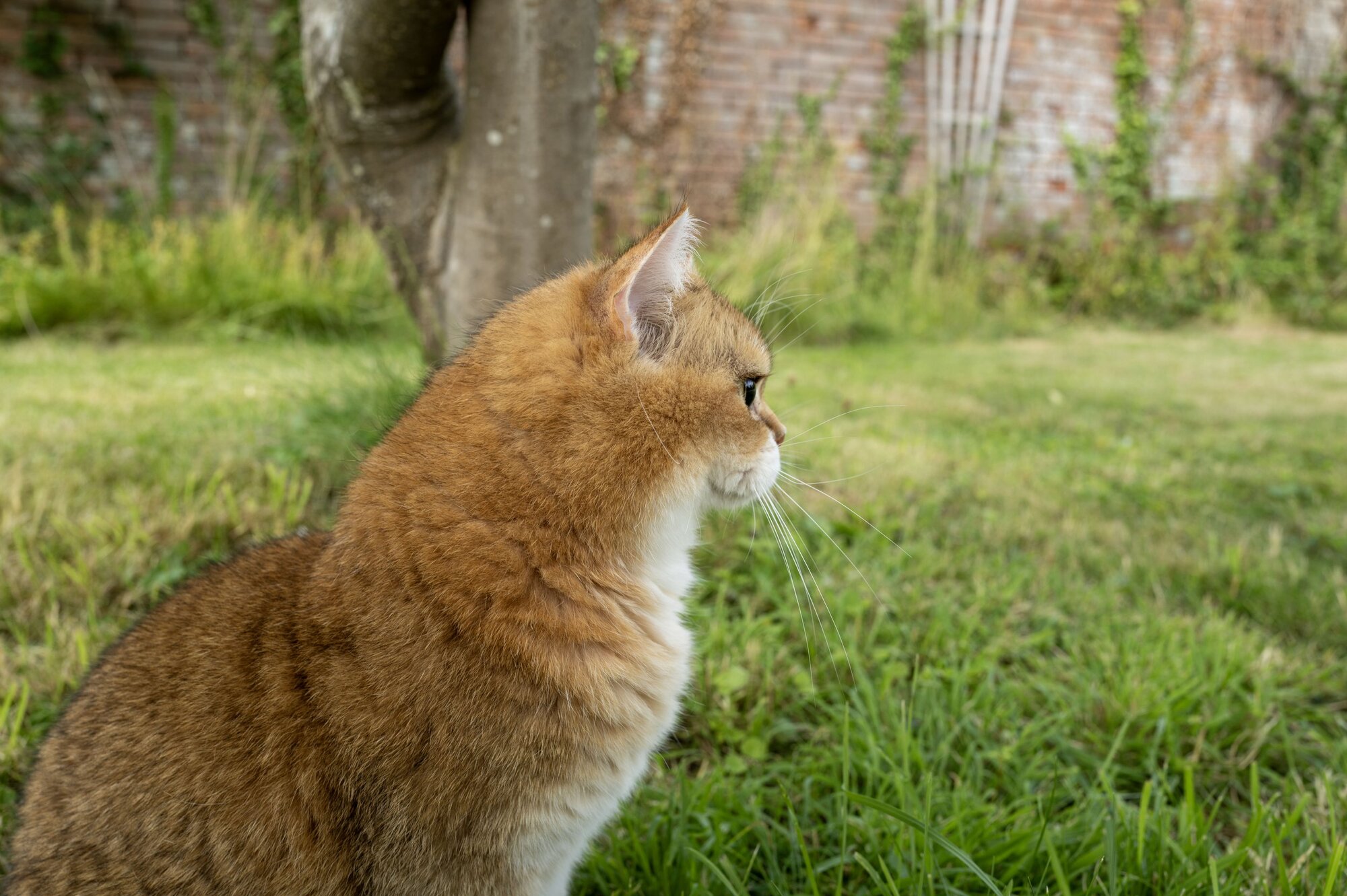 Titus the cat (Photo: Kirk McElhearn)