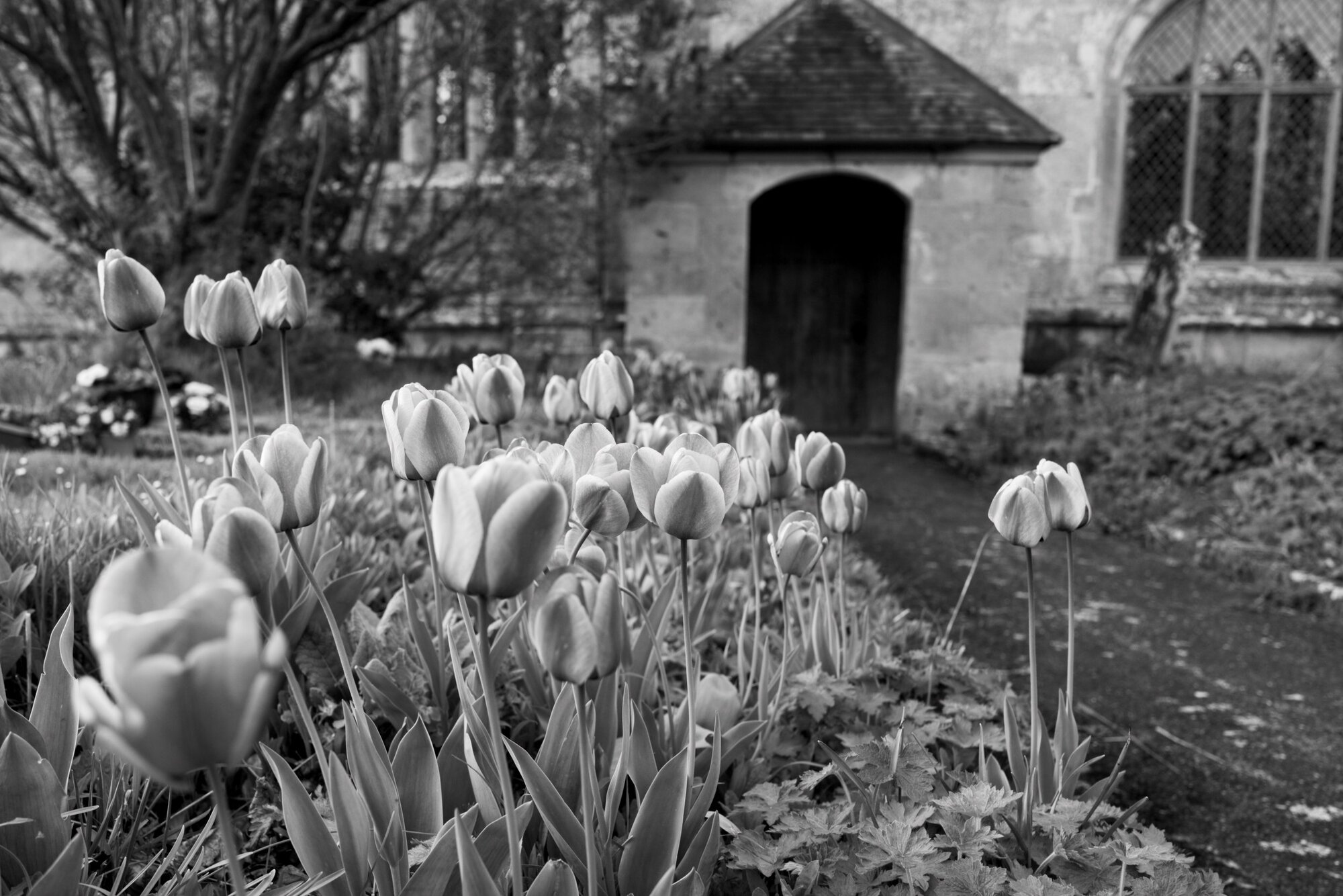 Photo edited in Photomator / Photo by Kirk McElhearn
