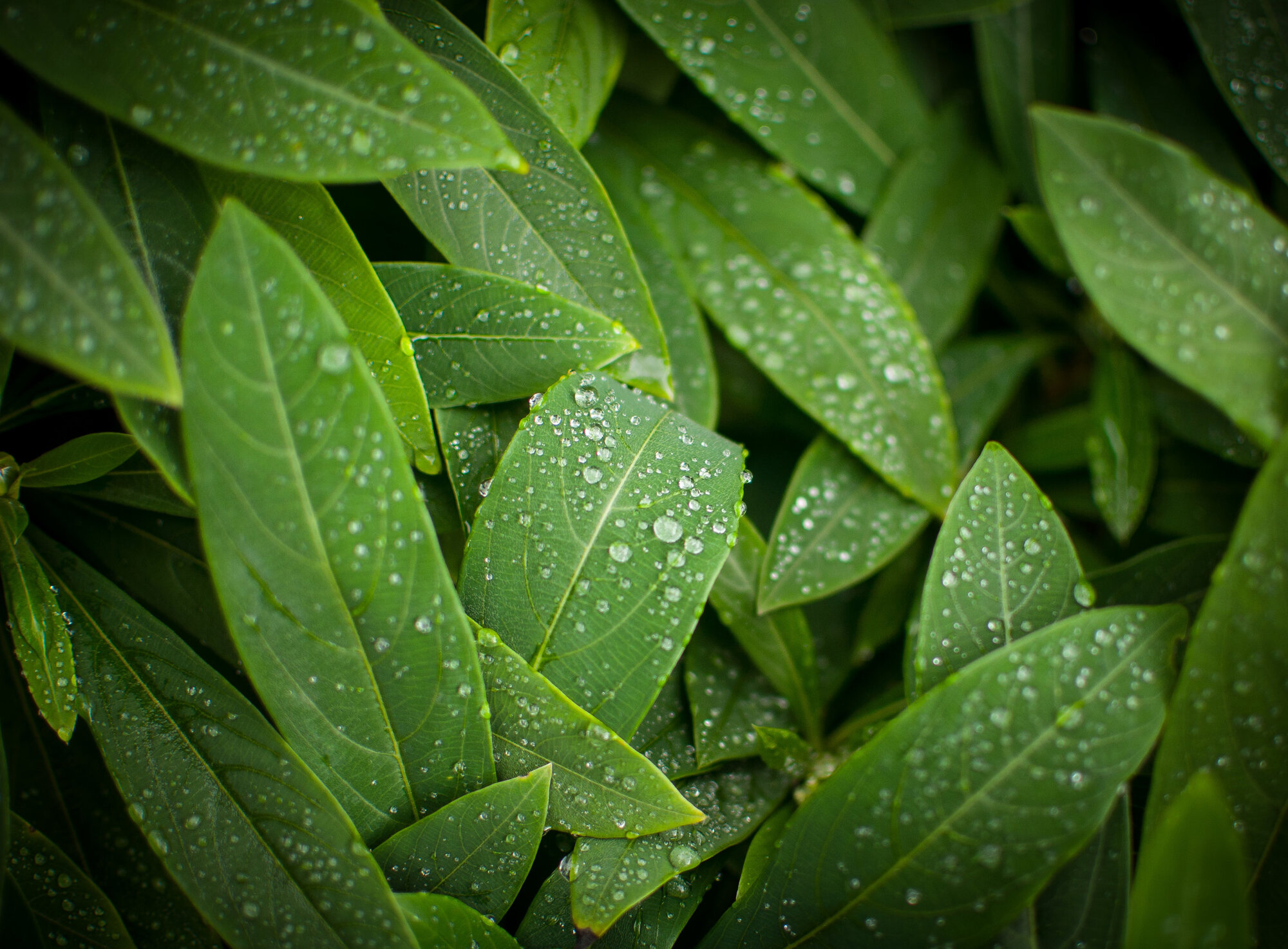 Water Droplets Camera: Nikon D90 Shutter speed: 1/160 sec Aperture: f/1.8 ISO: 200 Photo: Jeff Carlson
