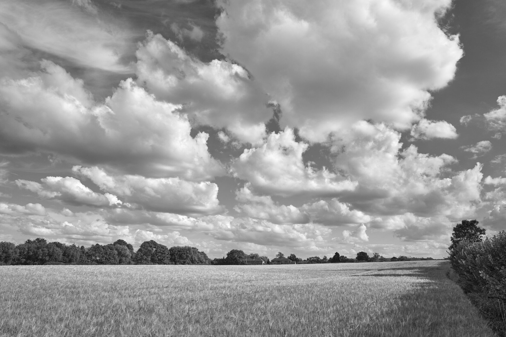 Edited Barley Field (Photo by Kirk McElhearn)