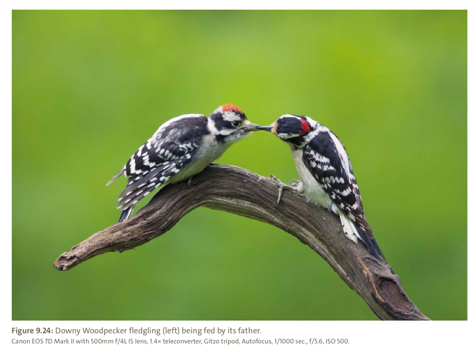 Figure 9.24 from Mastering Bird Photography  Photo: Marie Read