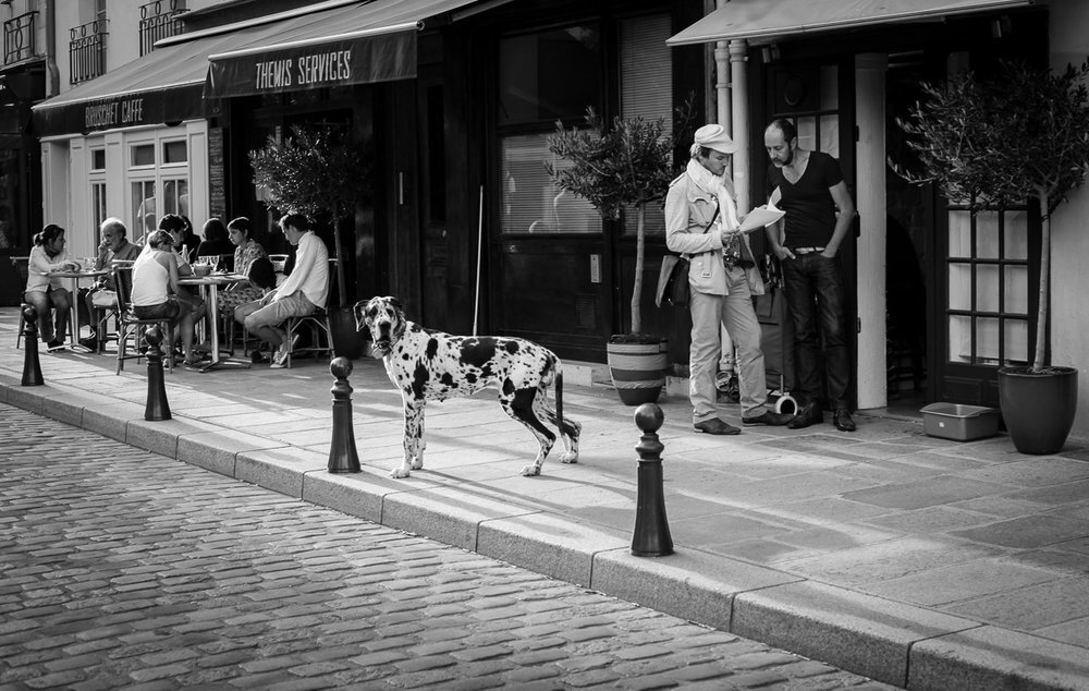 From the Street Dogs series