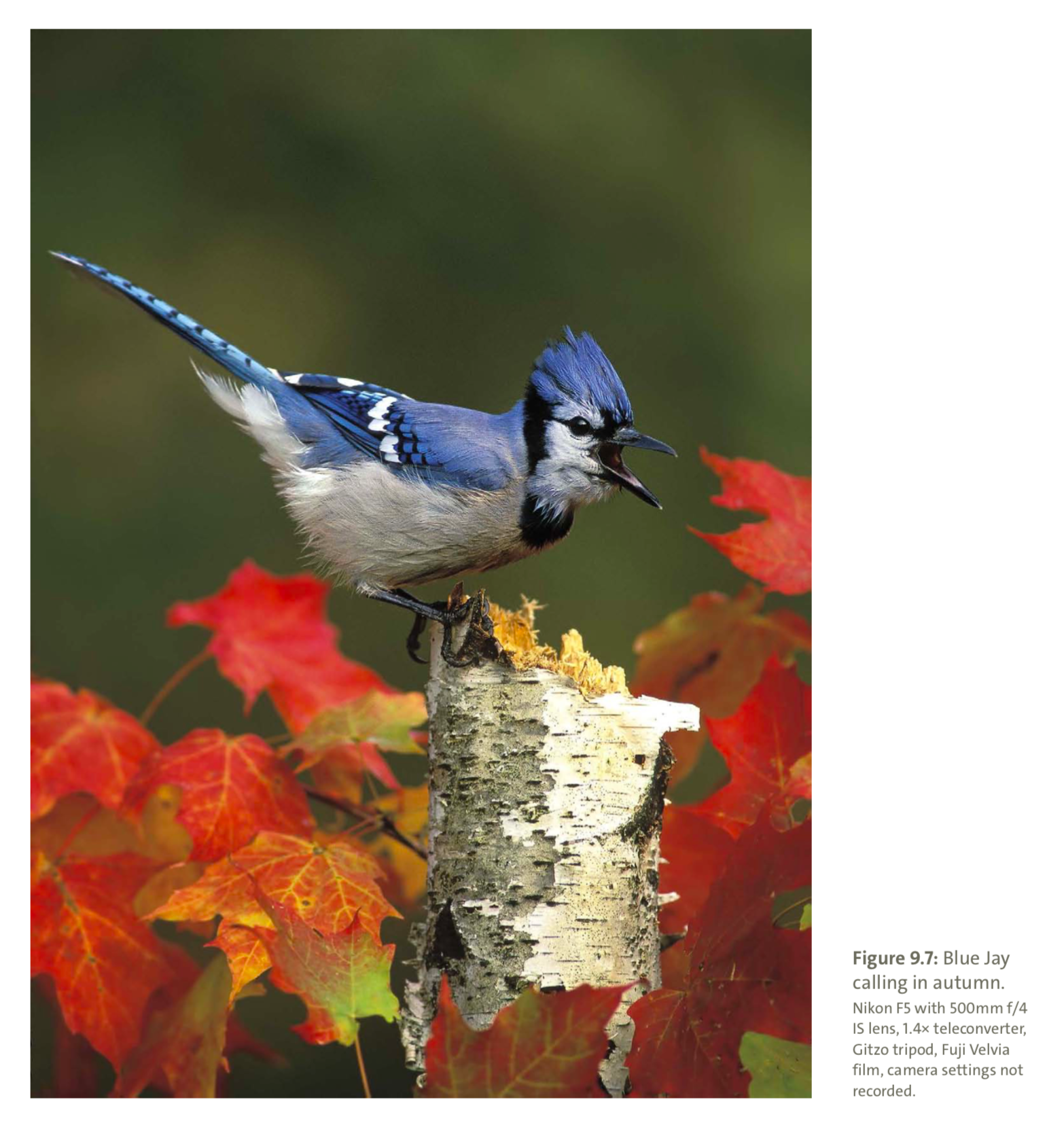 Figure 9.7 from Mastering Bird Photography  Photo: Marie Read
